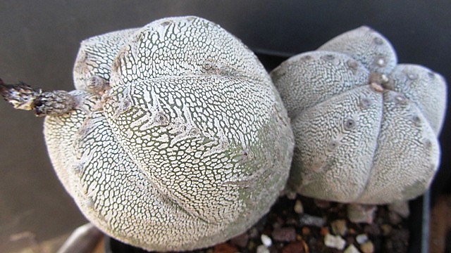 Astrophytum <br>onzuka