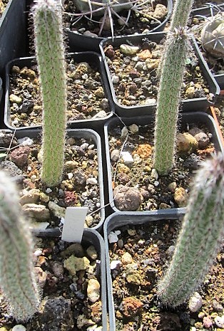 Echinocereus <br>waldeisii