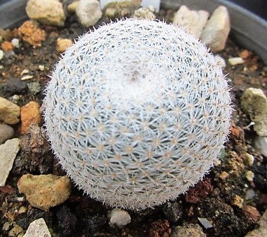 Mammillaria <br>microthele