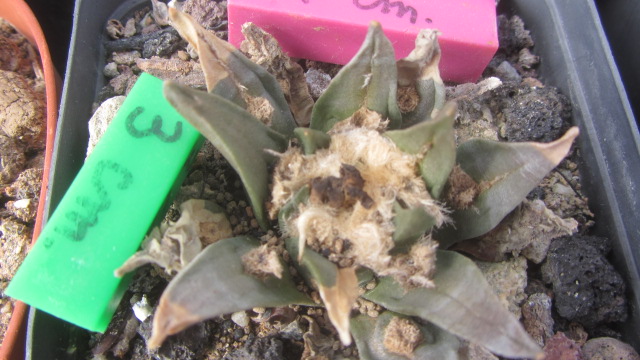 Ariocarpus hybrid f2 aga x furfuraceus