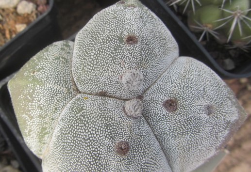 Astrophytum <br>onzuka 
