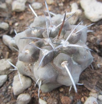 Copiapoa <br>fiedleriana