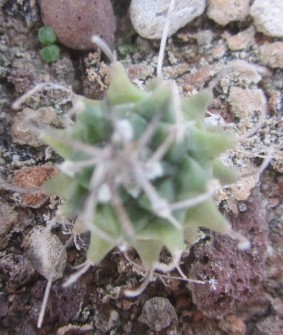 Turbinicarpus <br>hybrid
