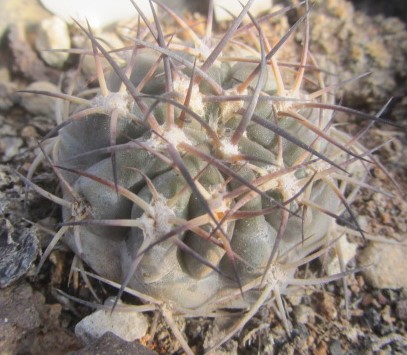 Acanthocalycium <br>thionanthum fma