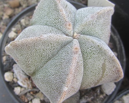 Astrophytum <br>myriostigma 