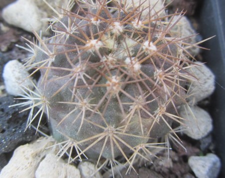 Copiapoa <br>taltalensis