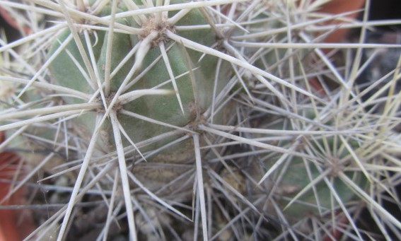 Echinocereus <br>maritimus  hancockii