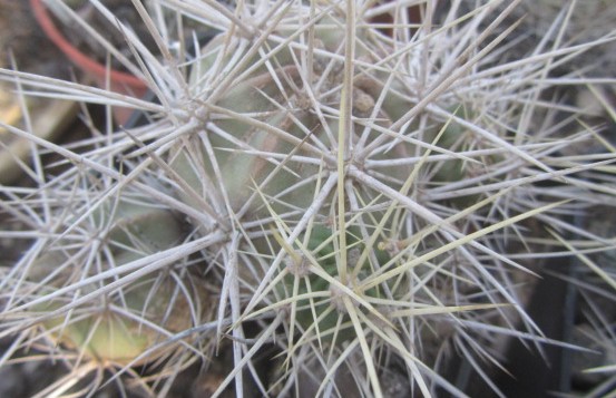 Echinocereus <br>maritimus  hancockii