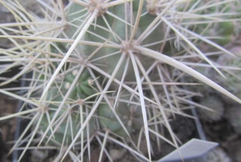Echinocereus <br>maritimus  hancockii