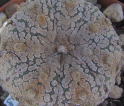 Astrophytum <br>kabuto