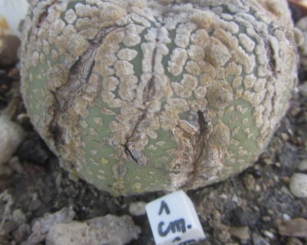 Astrophytum <br>kabuto