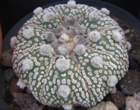 Astrophytum <br>kabuto