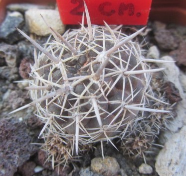 Eriosyce <br>curvispina mutabilis fma caespitosa