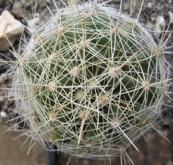 Mammillaria <br>longimamma 