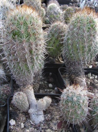 Thelocactus <br>hastifer