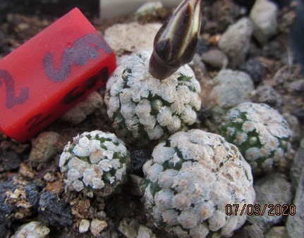 Turbinicarpus <br>valdezianus albiflorus