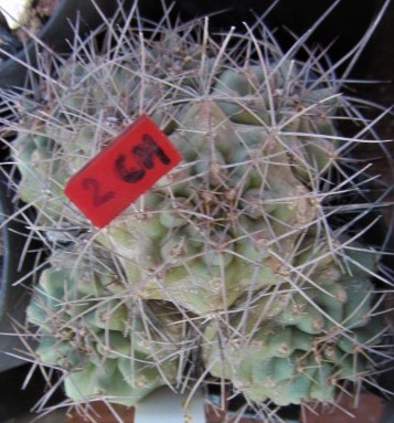 Echinocereus <br>coccineus guerney 