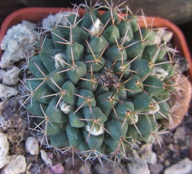Mammillaria <br>roseoalba 