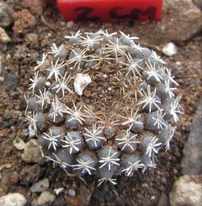 Thelocephala <br>odieri gigantea