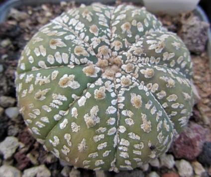Astrophytum <br>kabuto