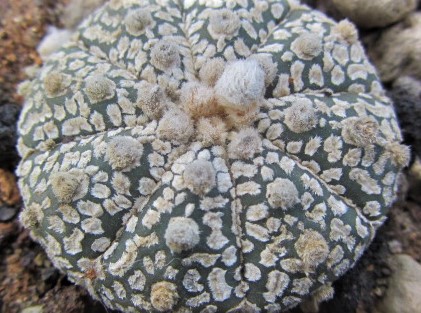 Astrophytum <br>kabuto
