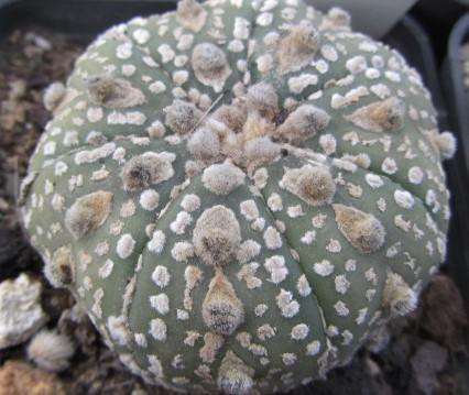 Astrophytum <br>kabuto