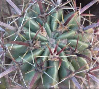 Ferocactus <br>latispinus spiralis