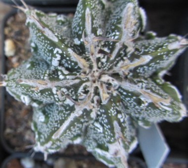 Astrophytum <br>hybrid fukuryu