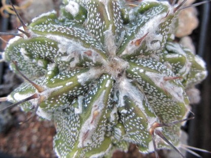 Astrophytum <br>hybrid fukuryu