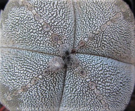 Astrophytum <br>onzuka