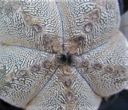 Astrophytum <br>onzuka 