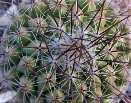 Thelocactus <br>conothelos 