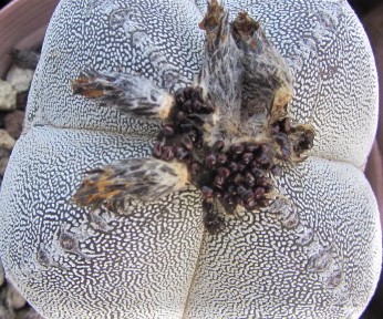 Astrophytum <br>onzuka