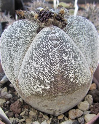 Astrophytum <br>onzuka