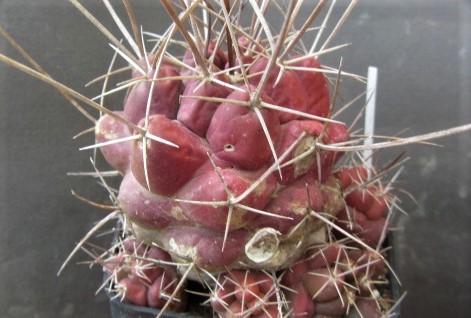 Thelocactus <br>flavus -panarottanus