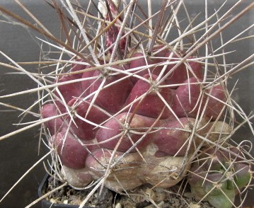 Thelocactus <br>flavus -panarottanus