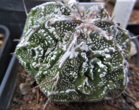 Astrophytum <br>hybrid fukuryu