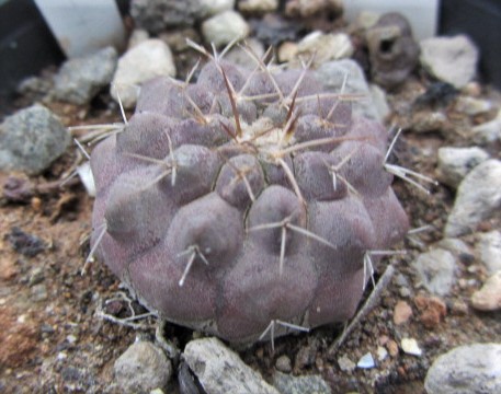Copiapoa <br>taltalensis