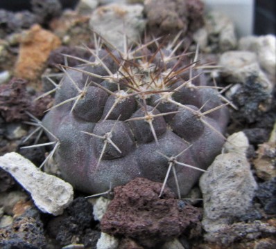 Copiapoa <br>taltalensis