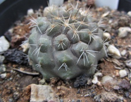 Copiapoa <br>taltalensis