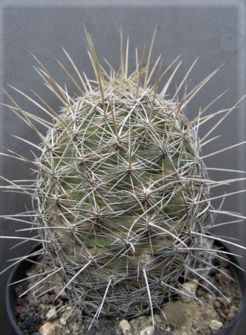 Thelocactus <br>bicolor tricolor