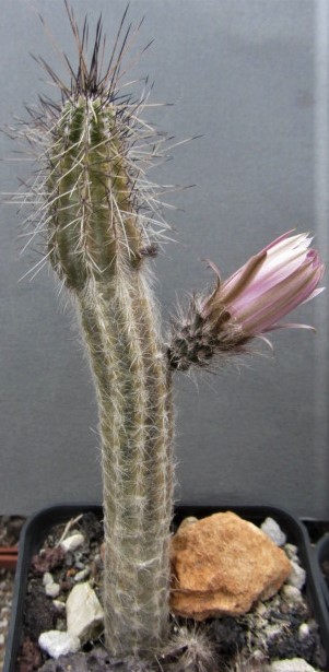 Wilcoxia <br>schmollii 