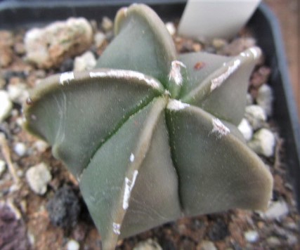 Astrophytum <br>myriostigma nudum