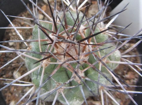 Copiapoa <br>sp 