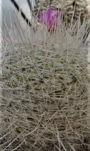 Thelocactus <br>macdowelli