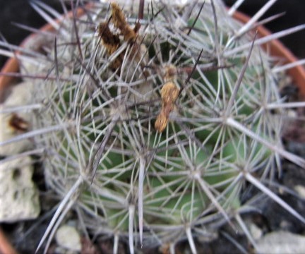 Coryphantha <br>delaetiana fma