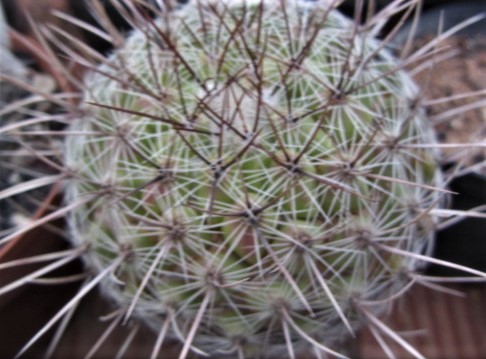 Thelocactus <br>conothelos auranthiacus