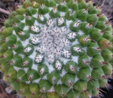 Mammillaria <br>fera-rubra