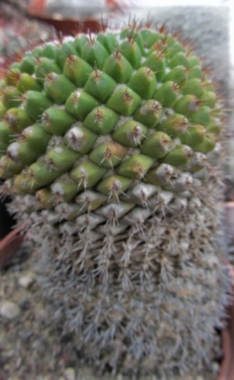 Mammillaria <br>fera-rubra