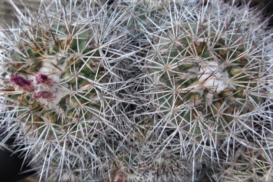 Turbinicarpus <br>horripilus